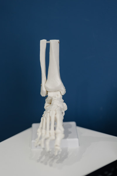 Skeleton of a lower leg and foot